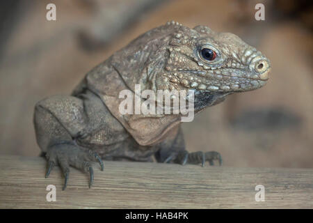 Iguana rock cubain (Cyclura nubila), également connu sous le nom de l'iguane de Cuba. Banque D'Images