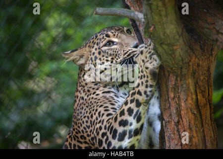 Sri-Lankais leopard (Panthera pardus kotiya), également connu sous le nom de Ceylan Leopard. Banque D'Images