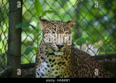 Sri-Lankais leopard (Panthera pardus kotiya), également connu sous le nom de Ceylan Leopard à Brno Zoo en Moravie du Sud, République tchèque. Banque D'Images