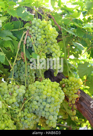 Les grandes grappes de raisins blancs bien mûrs sur vigne en automne Banque D'Images