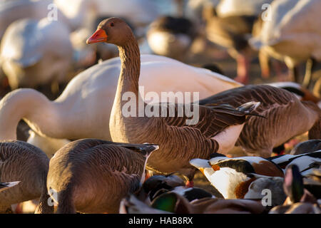 Southport, Merseyside, Météo France. 28 novembre, 2016. Bessie, bénévole à Martin simple Wetland Centre distribue du blé pour nourrir une multitude de canards, oies et oiseaux à 3h00. L'hiver rss, pour les oiseaux aquatiques migrateurs, ont récemment été sélectionnés dans le Lancashire Tourism Awards de la meilleure catégorie de l'expérience du visiteur. Credit : MediaWorldImages/Alamy Live News Banque D'Images