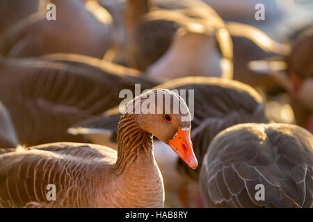 Southport, Merseyside, Météo France. 28 novembre, 2016. Bessie, bénévole à Martin simple Wetland Centre distribue du blé pour nourrir une multitude de canards, oies et oiseaux à 3h00. L'hiver rss, pour les oiseaux aquatiques migrateurs, ont récemment été sélectionnés dans le Lancashire Tourism Awards de la meilleure catégorie de l'expérience du visiteur. Credit : MediaWorldImages/Alamy Live News Banque D'Images