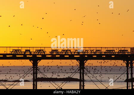 Aberystwyth, Pays de Galles, Royaume-Uni. 28 novembre, 2016. Beau temps clair brillant à Aberystwyth le 28 novembre 2016 speactators ont provoqué non seulement pour voir les étourneaux, mais a également contribué à la meilleure fin de Noël cette année. Crédit : le calme Lensman/Alamy Live News Banque D'Images