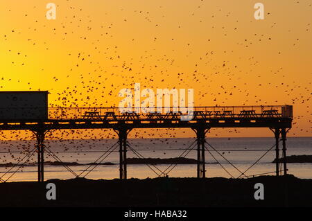 Aberystwyth, Pays de Galles, Royaume-Uni. 28 novembre, 2016. Beau temps clair brillant à Aberystwyth le 28 novembre 2016 speactators ont provoqué non seulement pour voir les étourneaux, mais a également contribué à la meilleure fin de Noël cette année. Crédit : le calme Lensman/Alamy Live News Banque D'Images