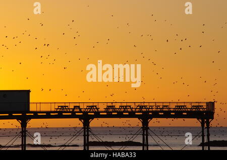 Aberystwyth, Pays de Galles, Royaume-Uni. 28 novembre, 2016. Beau temps clair brillant à Aberystwyth le 28 novembre 2016 speactators ont provoqué non seulement pour voir les étourneaux, mais a également contribué à la meilleure fin de Noël cette année. Crédit : le calme Lensman/Alamy Live News Banque D'Images