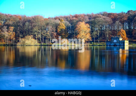 Wakefield, West Yorkshire, Royaume-Uni. 29 Nov, 2016. Sur un jour froid de Newmillerdam Country Park, Wakefield, West Yorkshire les arbres sont en conservant leur couleur or mis en évidence par le faible soleil. Prise le mardi 29 novembre 2016. Crédit : Andrew Gardner/Alamy Live News Banque D'Images