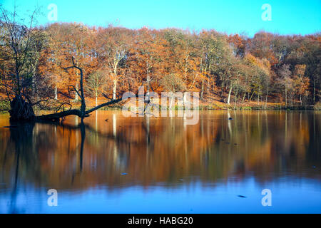 Wakefield, West Yorkshire, Royaume-Uni. 29 Nov, 2016. Sur un jour froid de Newmillerdam Country Park, Wakefield, West Yorkshire les arbres sont en conservant leur couleur or mis en évidence par le faible soleil. Prise le mardi 29 novembre 2016. Crédit : Andrew Gardner/Alamy Live News Banque D'Images