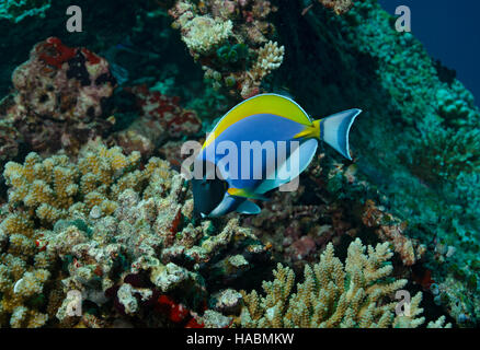 Bleu poudre tang, Acanthurus leucosternon, se nourrissant de récifs coralliens dans Bathala, Ari Atol, Maldives, océan Indien Banque D'Images