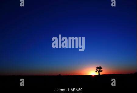Coucher du soleil avec un carquois tree en silhouette sur l'horizon au Namaqualand Province du Cap du Nord de l'Afrique du Sud libre de with copy space Banque D'Images