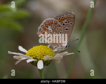 Argus brun Aricia agestis (papillon) sur wildflower dans le sud de la Grèce. Banque D'Images