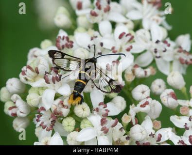 Sésie espèces sur fleurs blanches au Mont Parnasse région du sud de la Grèce. Banque D'Images