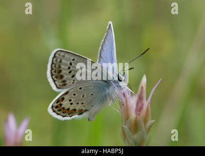 Les Idas blue butterfly (Plebejus idas) nectar de fleurs sauvages sur dans le sud de la Grèce Banque D'Images