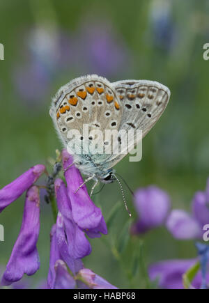 Amanda's Blue Butterfly (Polyommatus amandus) sur la vesce pourpre fleurs dans le sud de la Grèce Banque D'Images