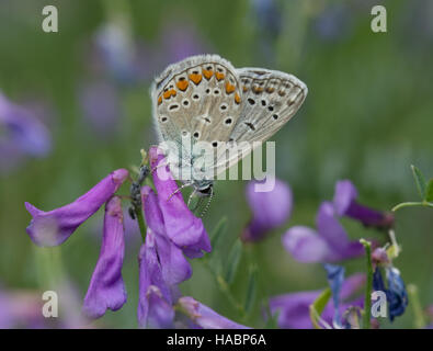 Amanda's Blue Butterfly (Polyommatus amandus) sur la vesce pourpre fleurs dans le sud de la Grèce Banque D'Images