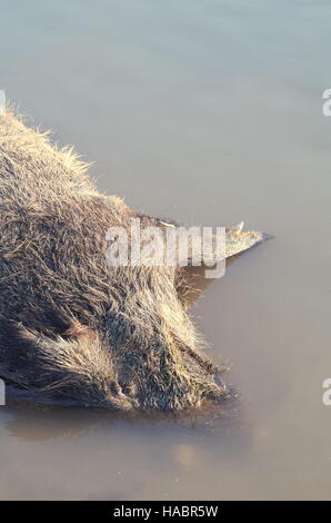 Animal sauvage sanglier mort noyé dans l'eau à la verticale Banque D'Images