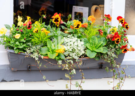 Boîte de fenêtre pour l'affichage d'hiver planté à l'extérieur d'un Salcombe, Devon, UK cafe. Banque D'Images