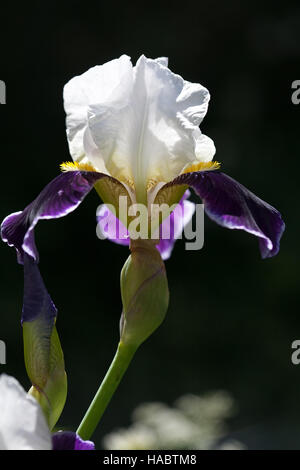 Gros plan de fleurs de l'iris à pétales blanc et bleu sur fond noir Banque D'Images