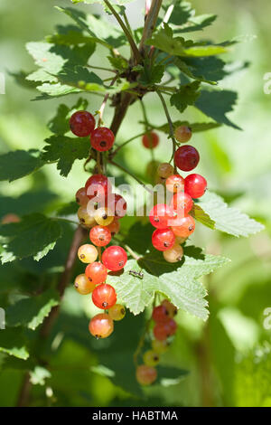 Les baies de cassis fruit vert bouquet libre sur fond vert feuilles Banque D'Images