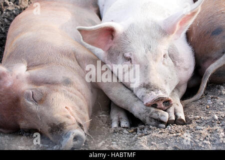 Gros porcs portant sur le terrain dans la cour de ferme Banque D'Images