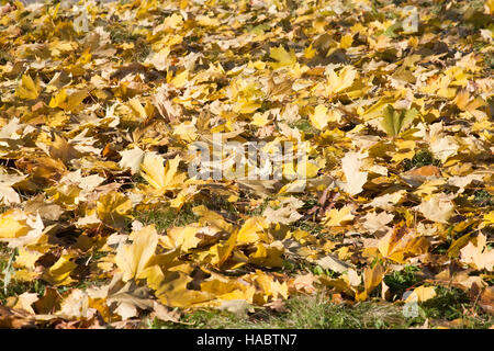 Automne feuilles jaunes sur le terrain abstract background Banque D'Images