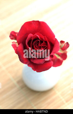 Rose rouge dans vase blanc - isolé Banque D'Images