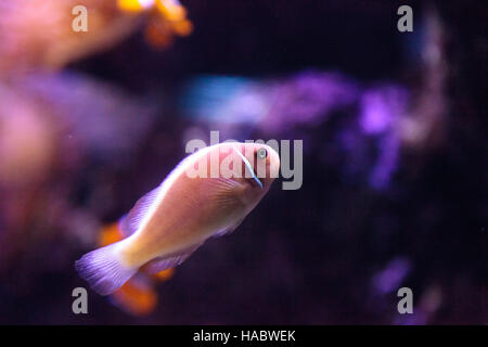 Les poissons clowns Amphiprion rose appelé perideraion est une espèce de poisson clown trouvés en Australie Banque D'Images