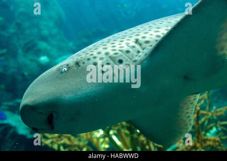 Shark Stegostoma fasciatum, Zebra, aussi appelé le requin léopard, est une espèce de requin tapis ainsi que dans tout le tropi Banque D'Images