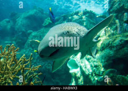 Shark Stegostoma fasciatum, Zebra, aussi appelé le requin léopard, est une espèce de requin tapis ainsi que dans tout le tropi Banque D'Images