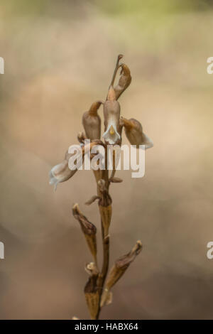 Sesamoides Gastrodia, Cannelle Cloches Orchid dans NP Flinders Chase, Kangaroo Island, Australie du Sud, Australie Banque D'Images