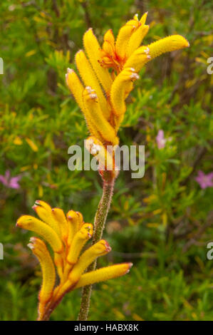 Anigozanthos flavidus, Tall Yellow Kangaroo Paw à Stokes Bay Bush Garden, Kangaroo Island, Australie du Sud, Australie Banque D'Images