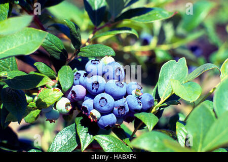 Les bleuets cultivés sur une myrtille Bush lors de l'autocueillette Bleuetière Banque D'Images