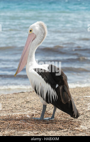 Pelican Pelecanus conspicillatus australienne, à Emu Bay, Kangaroo Island, Australie du Sud, Australie Banque D'Images