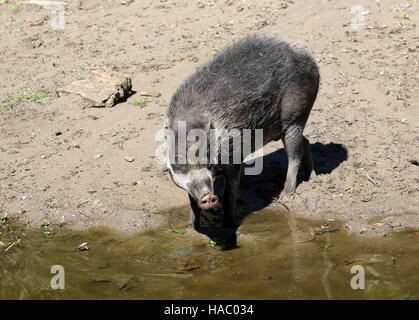 L'Asie du Sud-Est femelle cochon verruqueuse Visayan (Sus cebifrons) au bord de l'eau. Banque D'Images