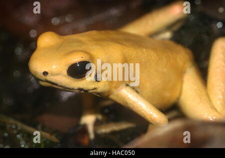 Jaune colombien ou Golden poison dart frog / flèche frog (Phyllobates terribilis), gros plan de la tête Banque D'Images