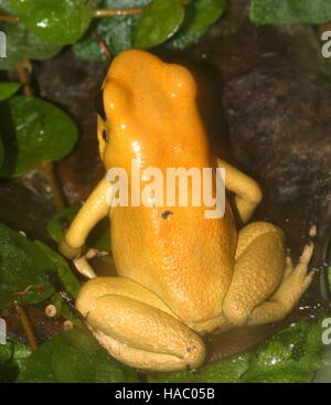 Or colombien poison dart frog / flèche frog (Phyllobates terribilis), vu de derrière Banque D'Images
