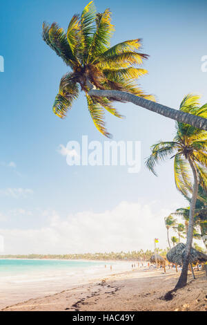 Les palmiers poussent sur une plage de sable. Côte de l'océan Atlantique, la République dominicaine resort Banque D'Images