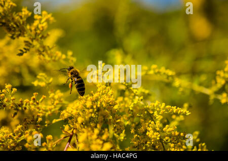 Petite Abeille Travail s'envoler avec du miel dans les fleurs sauvages d'or Banque D'Images