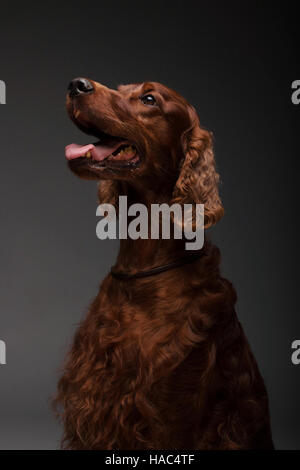 Setter Irlandais rouge portrait studio. Banque D'Images