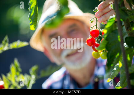 Senior man holding tomate cerise dans le jardin Banque D'Images