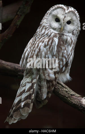 East European Ural owl (Strix uralensis uralensis). Banque D'Images