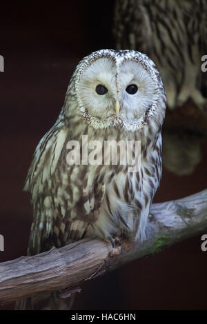 East European Ural owl (Strix uralensis uralensis). Banque D'Images