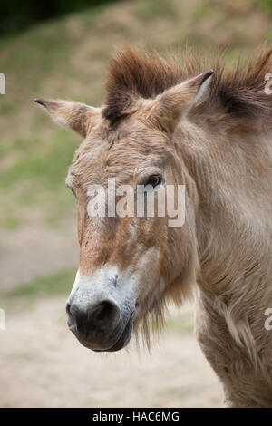 Le cheval de Przewalski (Equus ferus przewalskii), également connu sous le nom de cheval sauvage d'Asie. Banque D'Images