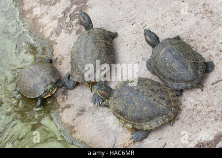 Tortue à oreilles rouges (Trachemys scripta elegans), également connu sous le nom de la tortue à oreilles rouges. Banque D'Images