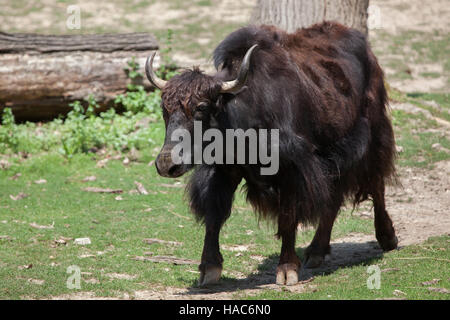 Yak domestique (Bos grunniens). Animal domestique. Banque D'Images