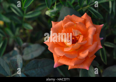 Fleur rose orange près de Pune, Maharashtra, Inde Banque D'Images