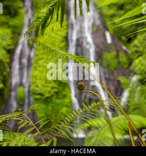 Les jeunes feuilles de fougère close-up avec une belle cascade Banyumala sur fond, Bali, Indonésie Banque D'Images