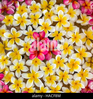 Rose blanc et jaune plumeria ou frangipanier fleur sur fond de l'eau Banque D'Images