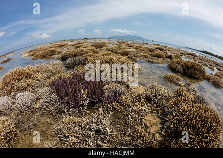 Une forte marée basse au cours de la pleine lune expose un récif de corail qui poussent sur le bord de Flores, en Indonésie. Banque D'Images