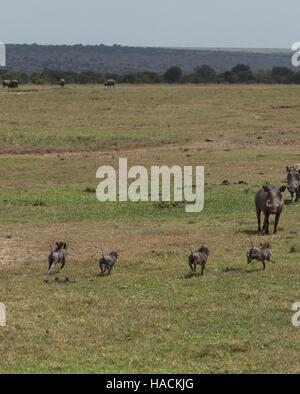 Quatre jeunes phacochères avec dos à la caméra et c'est pile dans l'air en marche pour la sécurité de leur mère à travers l'herbe verte Banque D'Images