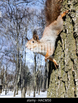 Curieux petit écureuil assis sur tronc d'arbre sur fond de forêt floue Banque D'Images